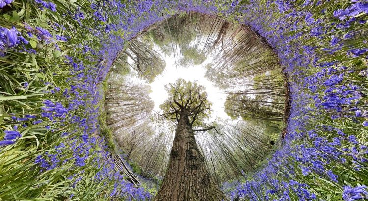 360 photo of magnificent tree surrounded by bluebells